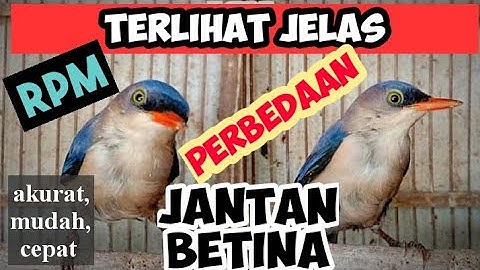 PERBEDAAN BURUNG RAMBATAN PARUH MERAH RPM JANTAN DAN BETINA