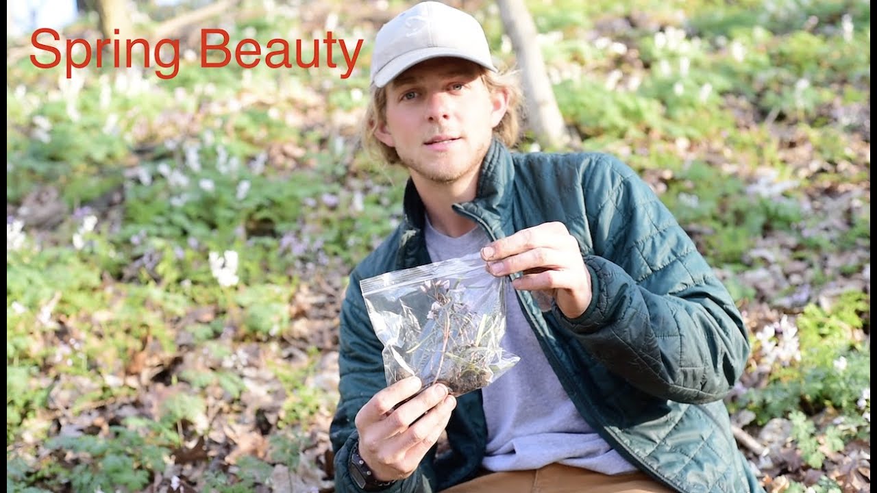 Foraging for Spring Beauty (Claytonia virginica) in Illinois