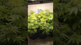 MARS HYDRO CUP!!!! week one SP250 & FC4800