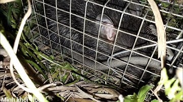 Bẫy chuột không mồi gỡ mỗi cả tay tập 10.Minh khôi vlogs