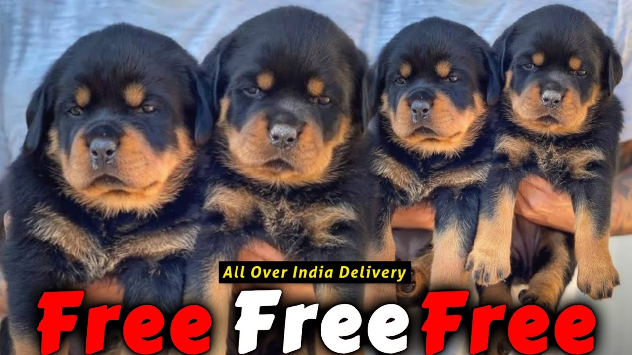 Baby Rottweilers For Free Free Adoption *Rottweiler for free adoption* ๐ฅ๐ฅ - YouTube