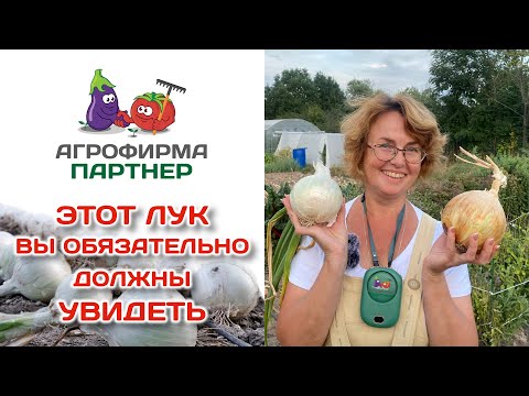 Этот лук вы обязательно должны увидеть