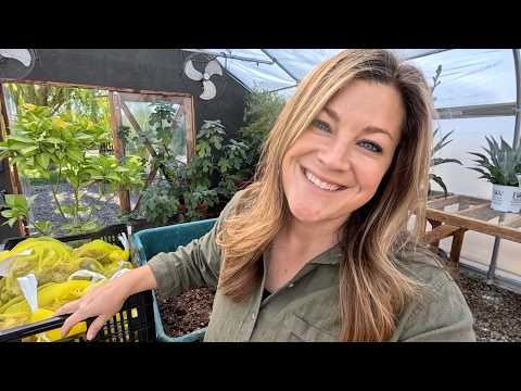 Potting 30 Amaryllis Bulbs & Leaf Cleanup!!! 😍🪴😍  // Garden Answer