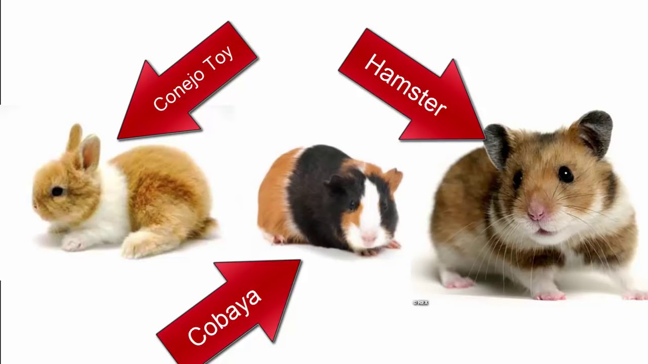 Cobaya , Conejo Toy Hamster ? | Rincon -