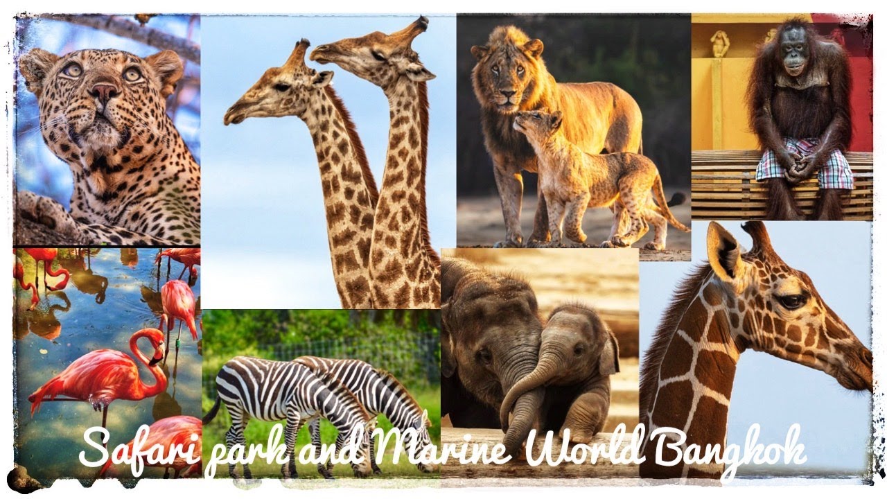Bangkok SAFARI WORLD & MARINE PARK Full Day Trip 2024 || 4K ||Thailand Travel Guide