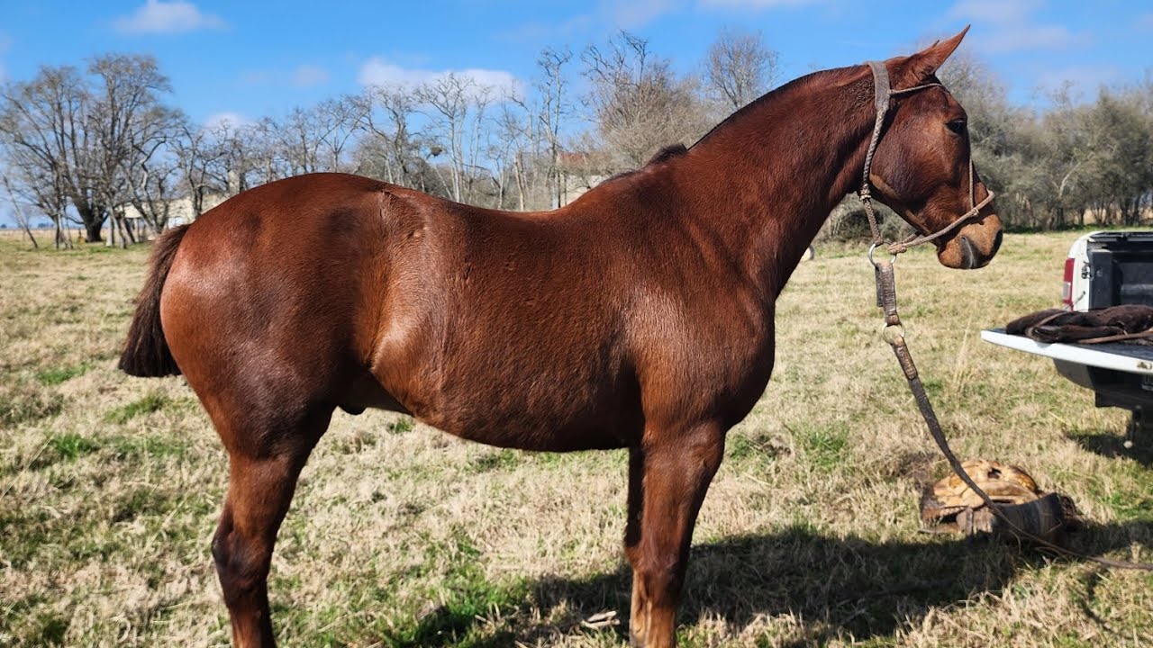 VENDIDO__Tostado, re gaucho, liberal, completo para donde lo pongan y super manso $3.600.000