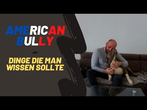 Video: Einen amerikanischen Bully-Welpen füttern – wikiHow