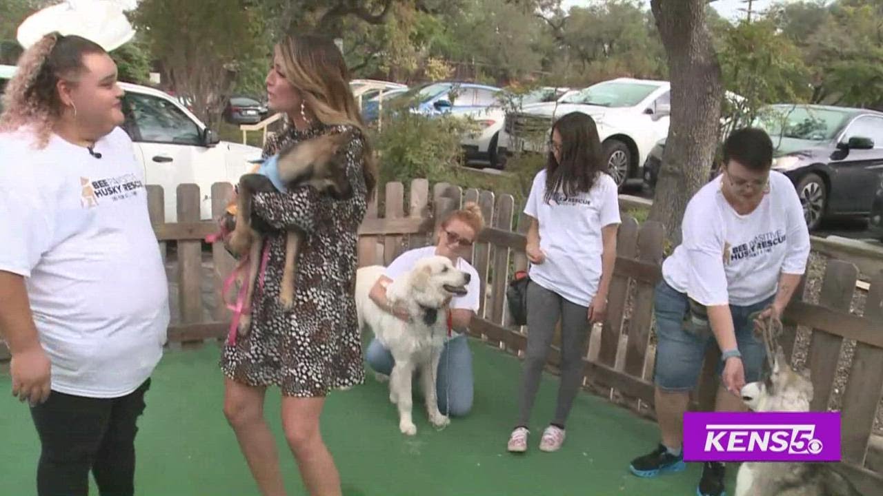 Huskies Looking For A Home | Great Day SA