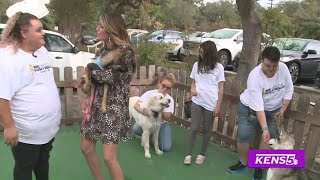 Huskies Looking For A Home | Great Day SA