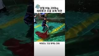 2m 거대 체급 강철 비늘 피라루쿠 수중 포획 현장