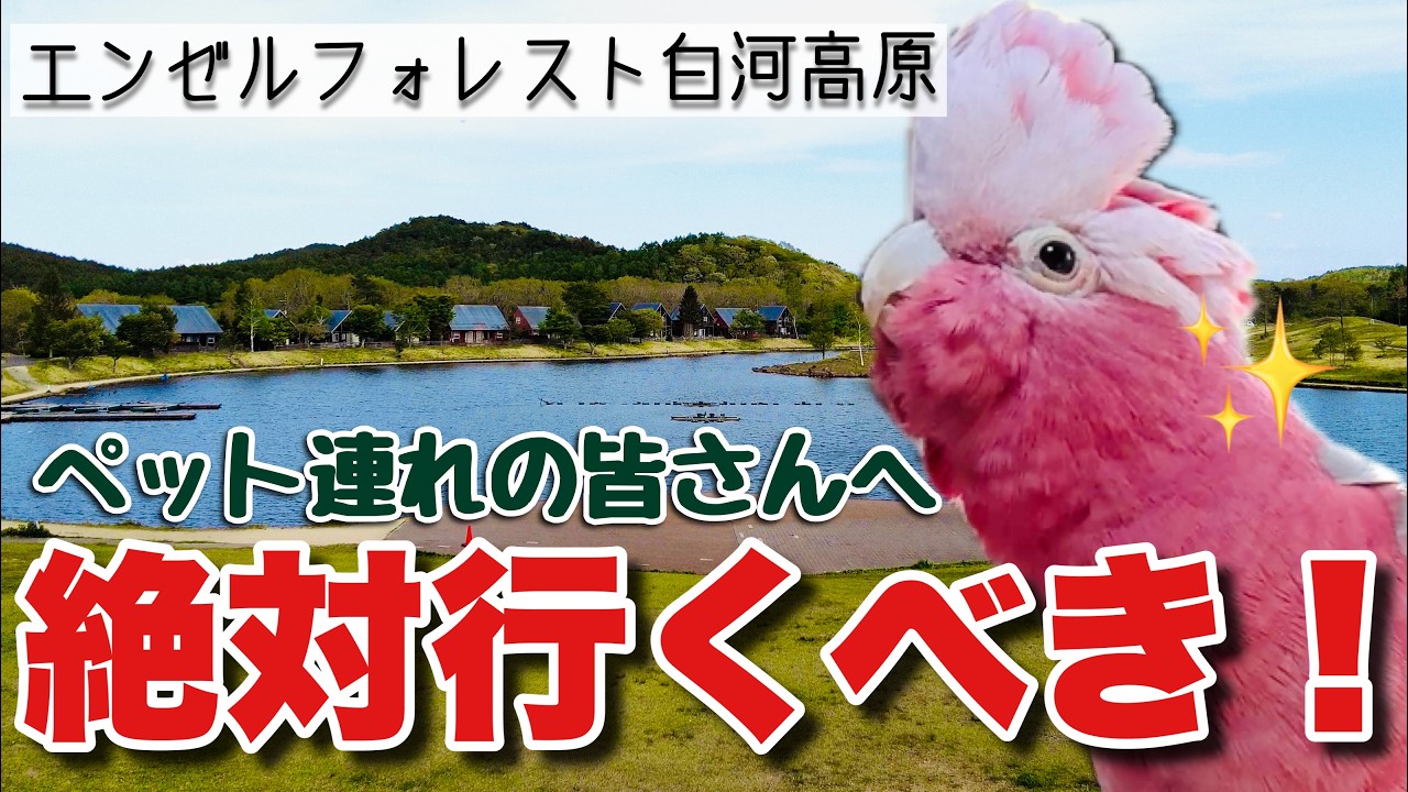 【エンゼルフォレスト白河高原】最高のペットフレンドリー施設なのに春ちゃんだけ情緒が大荒れでした(笑)【おしゃべりモモイロインコ】