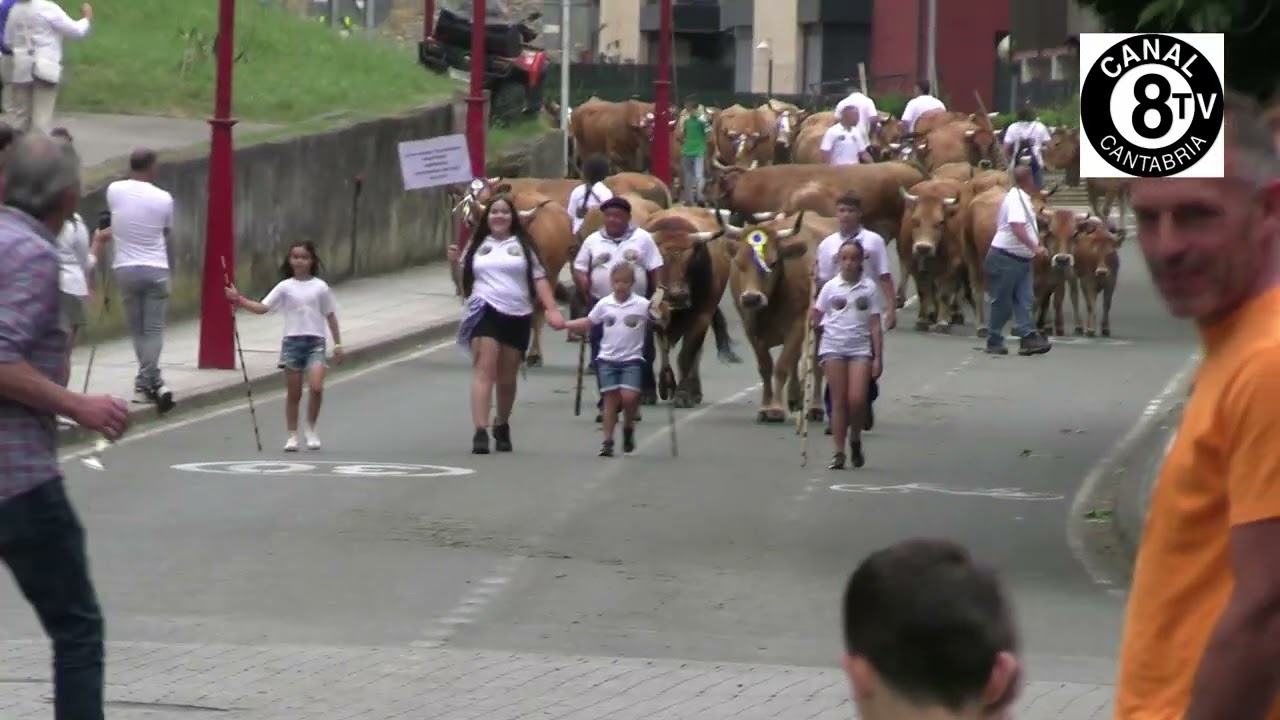 La Pasaa del Ganado de Ampuero. 21 Junio 2025