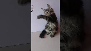Yeshua Black Blothced Tabby Maine Coon Male Kitten Available Now