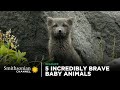 Survival Strategies of Arctic Wildlife