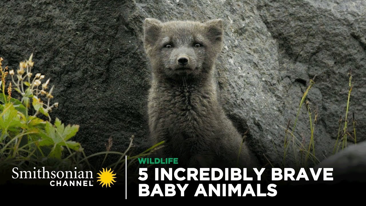5 Incredibly Brave Baby Animals 🥺 Smithsonian Channel - YouTube