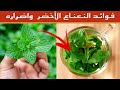 النعناع الأخضر 14 فائدة مذهلة للجسم و9 اضرار النعناع الأخضر يجب أن تعرفها 