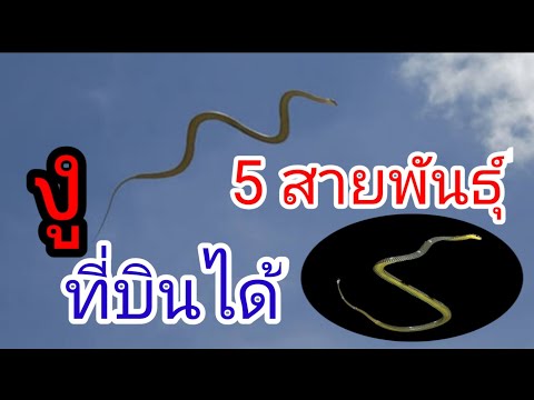 วีดีโอ: งูเห่าบินได้