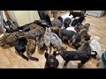 Сколько нужно еды накормить животных в приюте🐾Помогите купить корм🙏help the animal shelter with food