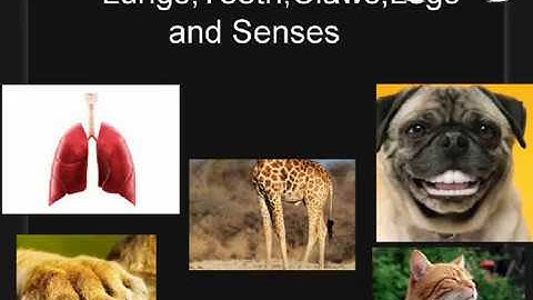 Adaptation in Animals-Class4-SCIENCE-NSO,NSTSE
