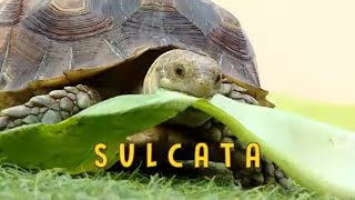 Serunya Memelihara Kura-Kura SULCATA | TAU GAK SIH (15/07/20)