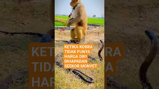 KETIKA KOBRA TIDAK PUNYA HARGA DIRI DIHADAPAN  SEEKOR MONYET