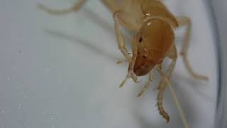 ?Galloisiana Sp. Clean Fore Leg