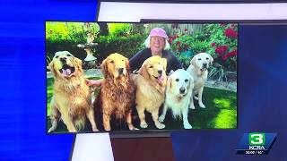 Roseville woman and service dogs hit while walking in crosswalk