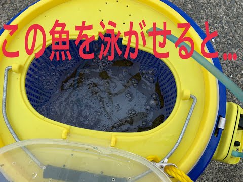 【泳がせ堤防釣り】ボラの稚魚を泳がせてみたら、静かな堤防にドラグ音が鳴り響いた。