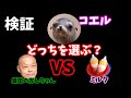 コエルは「ミルク」か「盛田のおんちゃん」どっちを選ぶ？【カリフォルニアアシカ】