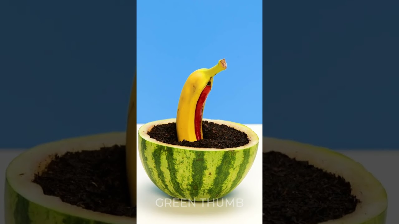 GROW Your Dream Plants Indoor 🌱