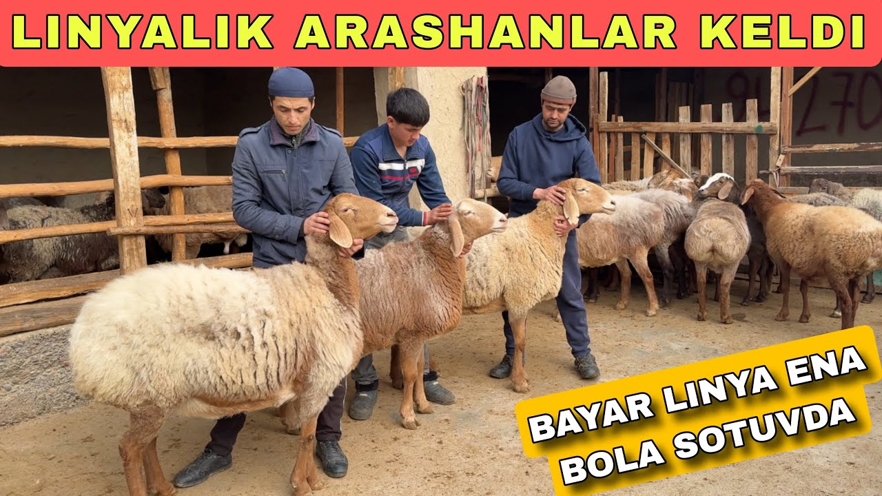 ARASHAN SOVLIQLARNI LINYALIKLARI KELDI 