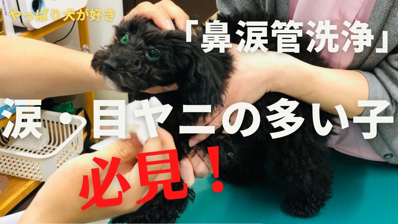 【必見】動物病院で涙と目ヤニの相談をした結果(トイプードル)