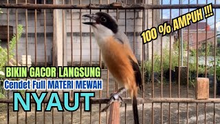 burung cendet gacor AMPUH BONGKAR FULL EMOSI,, PANCINGAN CENDET AGAR BUNYI bikin BURUNG PENTET GACOR