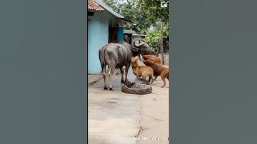 Buffalo and Python fight #python #snakevideo #youtubshurt #varalvideo #animals