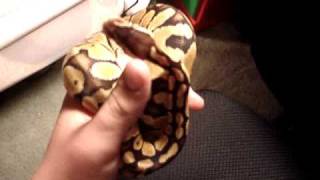 Pastel Ball Python After Shed!