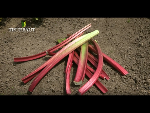 Vidéo: Qu'est-ce que la rhubarbe chinoise - En savoir plus sur la culture de la rhubarbe ornementale