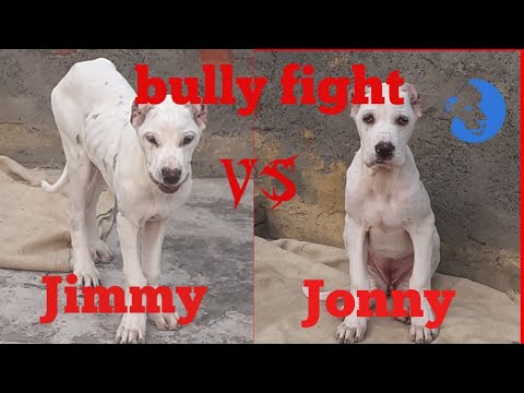 Bully kutta fight (paki bully)fell the power of this muscular dog - YouTube