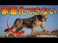 【完全版】数千年飼育されてきたチーターを家畜化できなかった理由【解説動画】