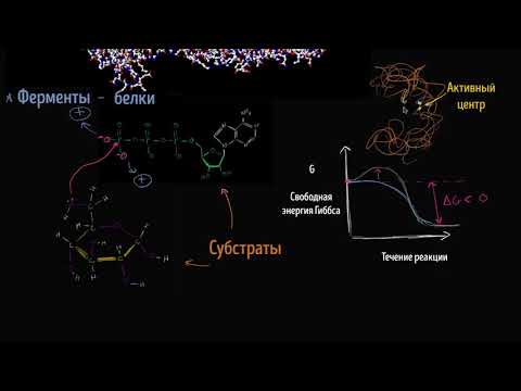 Ферменты (энзимы) (видео 14)  | Энергия | Биология