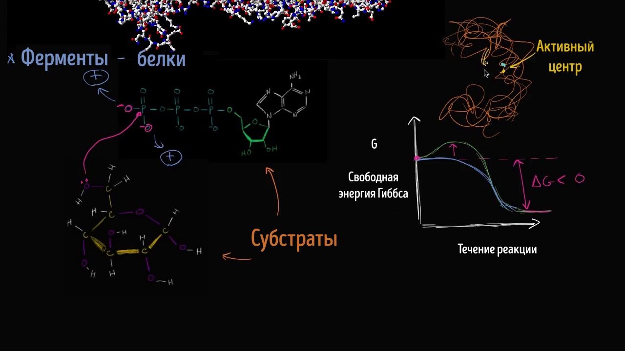 Ферменты сердца. Ингибирование ферментов биохимия. Инвертаза фермент. Основы биокатализа рибозимы и ферменты. Изоферменты биохимия видео.