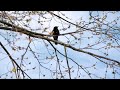 Nature: Spring in Pennsylvania