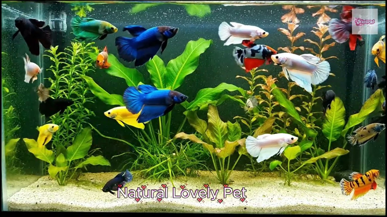 👉 Black vs White Betta Fish | Melano vs Plakat Contrast Showcase #BettaFish #WhiteBetta #PlakatBetta