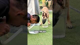 Man tries to challenge his dog but ends up getting pranked instead 🐶😄