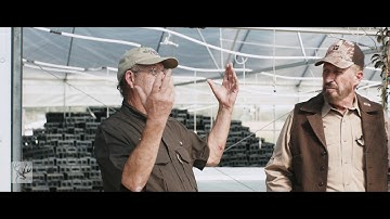 Sawtooth Oak: Fast-Growing, Early Acorn Producing Oak Ideal for Bowhunters