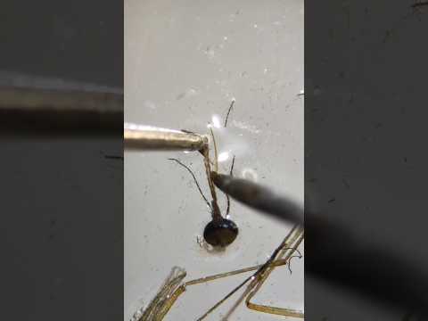 УКУС КОМАРА ПОД МИКРОСКОПОМ