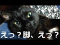 かわいい猫　脚、どうした！？　#4