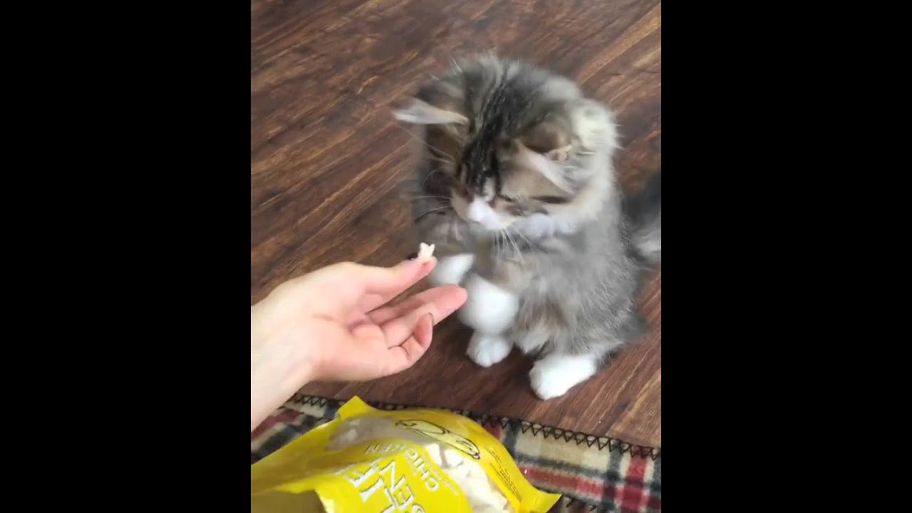 Lovely Kitty YouTube