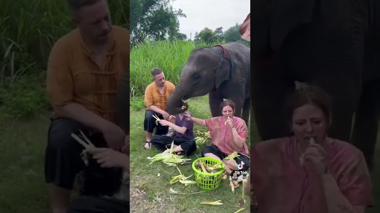 Experience Chiang Mai's highlights in a day. Visit an ethical elephant caretaker
