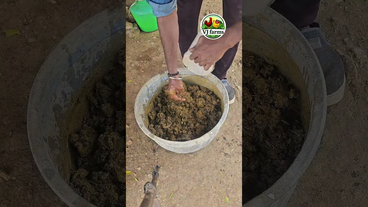 How to make protein worm| Nattu Kozhi Chicks ku Protein Worm Epdi Seivathu? | Homemade Feed Tamil