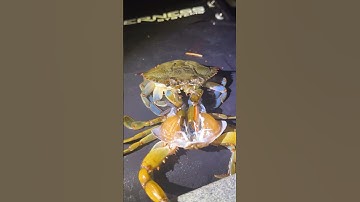 Ever Wondered Why Crabs Molt? This is why.🦀 #crab #animals